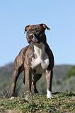 AMSTAFF ADULT 131